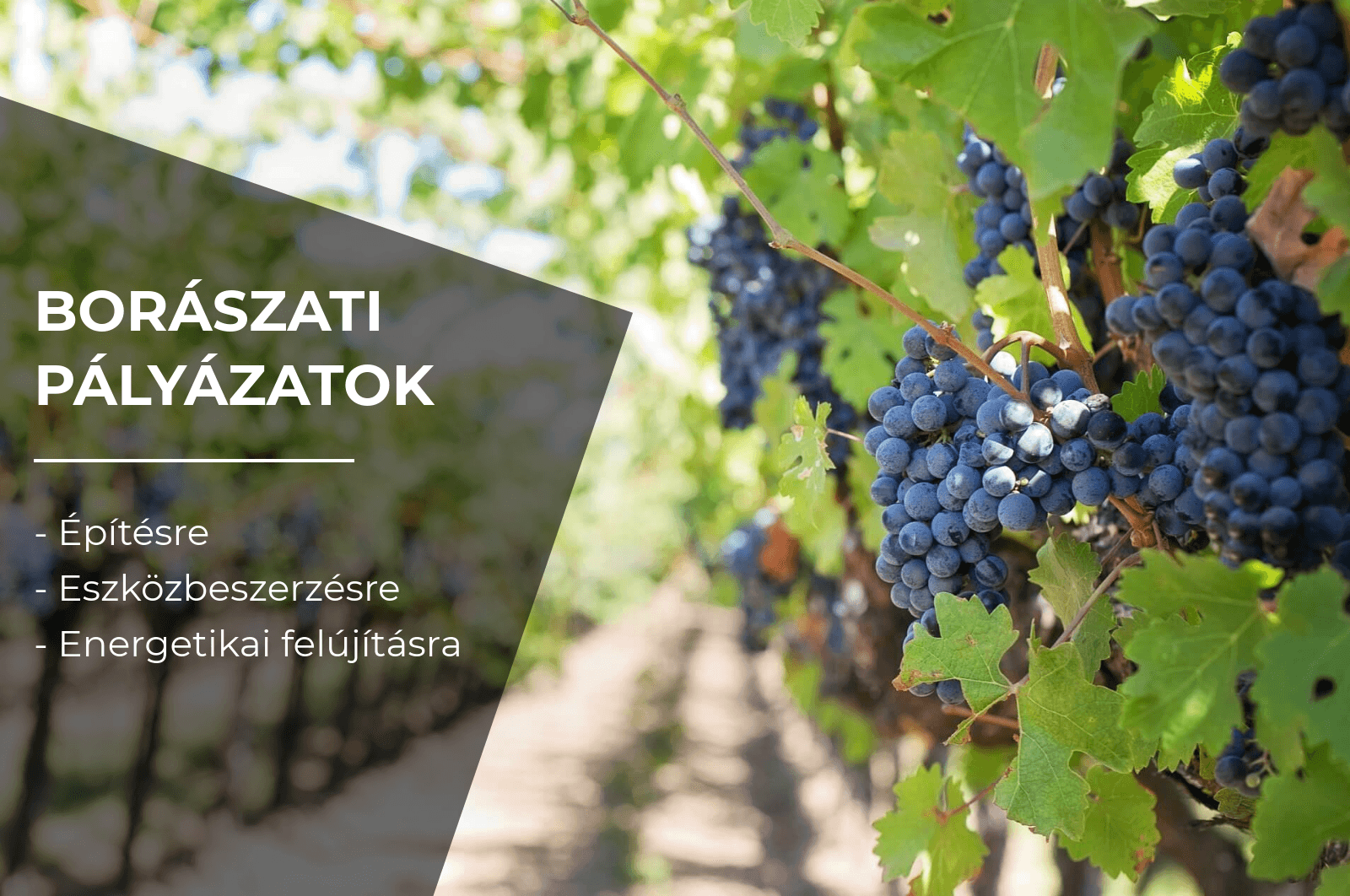 Borászati pályázatok 2019